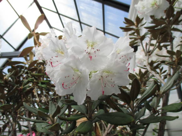 Rhododendron degronianum ssp.yakushimanum