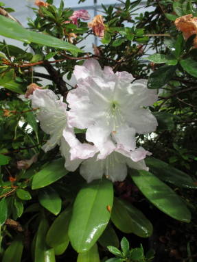 Rododendro magnífico (Rhododendron decorum var. Decorum)