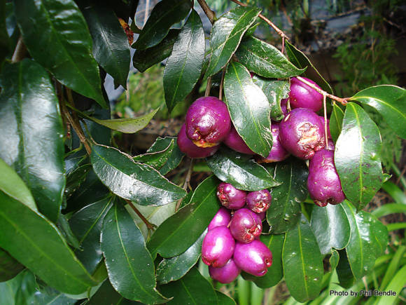 Syzygium Smith - planta australiana Lilly Pilly