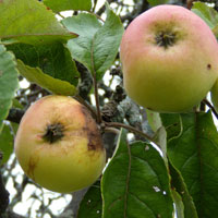 Costra de manzana