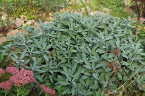 Salvia officinalis slaidil