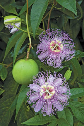 Kannatuslilleliha-punane (Passiflora incarnata)