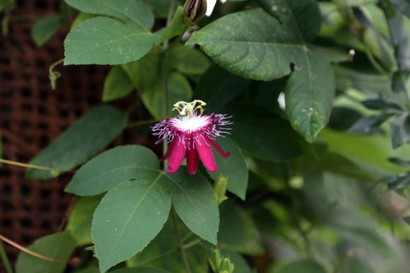 Pasiflora (Passiflora coccinea x incarnata)