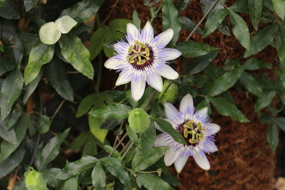 Pasiflora azul (Passiflora caerulea)
