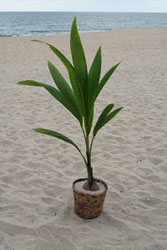 关于椰子树的常见问题 (FAQ)