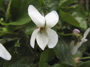 Viola fragant Miracle White