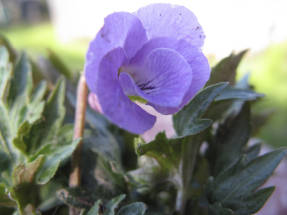 Violetti hopeasamurai