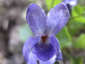 Viola fragant Miracle Blue