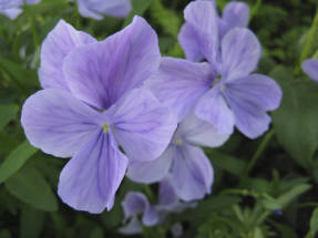 Ragains violets Bud Blue