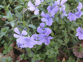 Bud Blue con cuernos violeta en otoño