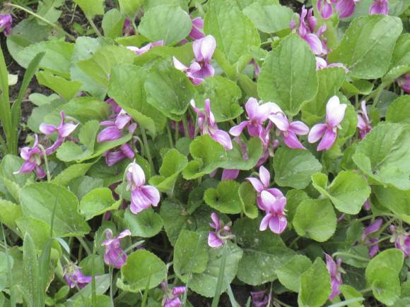 Vườn hoa violet - hơi thở của mùa xuân