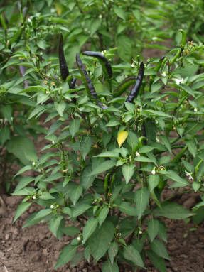 Pimienta anual (Capsicum annuum)