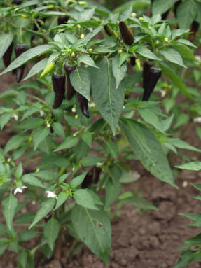 Yksivuotinen paprika (Capsicum annuum)