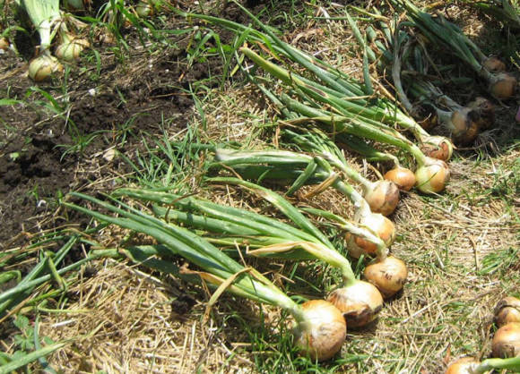 Algunos secretos de la cosecha de cebollas de nabo.