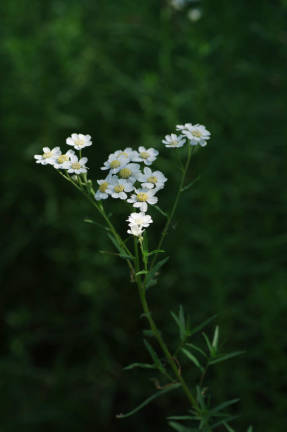 Milenrama (Achillea ptarmicifolia)