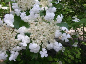 Floración viburnum Toropyzhka