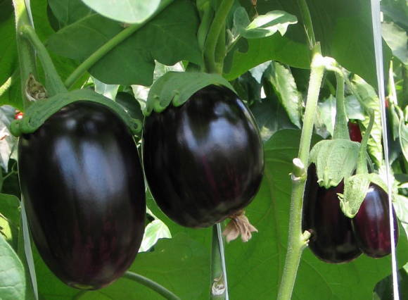 Eggplant F1 Bard