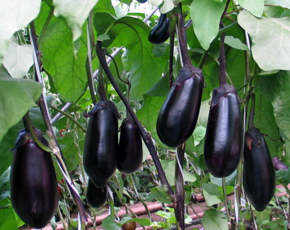 Eggplant Solomon