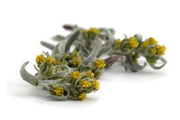 Alpin malurt (Artemisia umbelliformis)