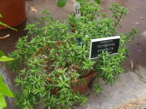 Monantes multifoliate