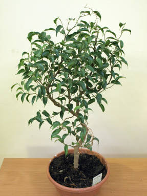 Ficus Benjamin Wiandi