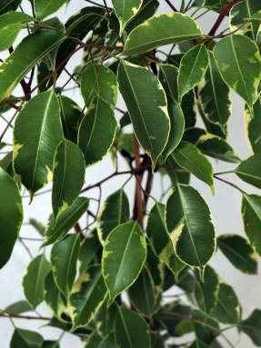 Ficus Benjamin Aranykirály