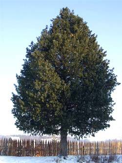 Pino cedro siberiano (Pinus sibirica)
