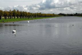 Hampton Court. Només els ocells viatgen pel Canal Llarg