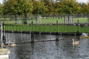 Hampton Court. Només els ocells viatgen pel Canal Llarg