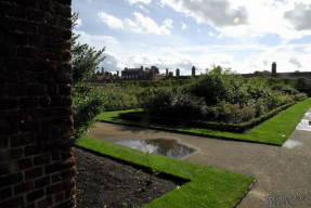 Hampton Court. Rózsakert