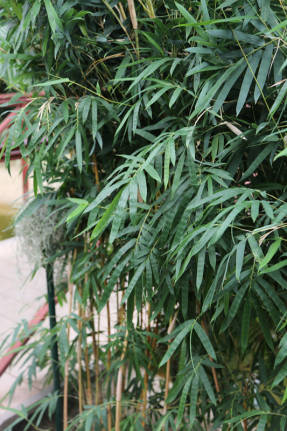 Bambuko daugiskaita