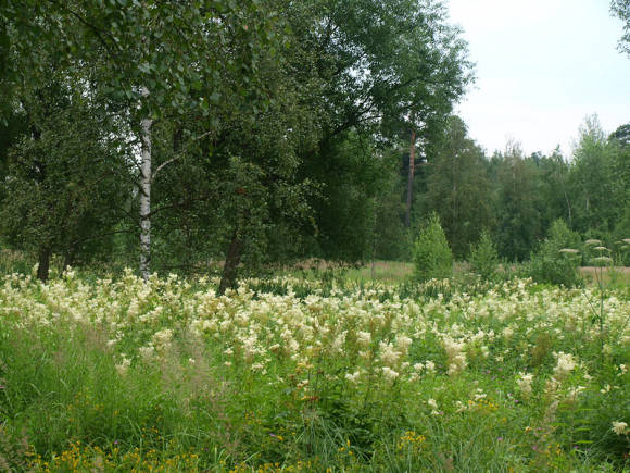 Elmaceous meadowsweet grows in wet meadows