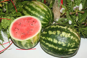 Watermeloen geteeld in de middelste baan