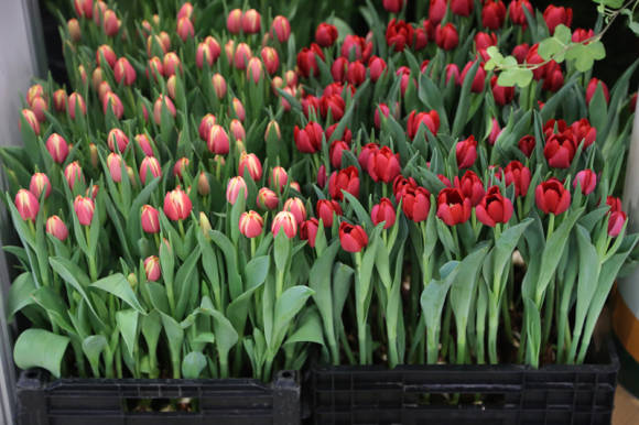 Forzando tulipanes de enero a marzo.