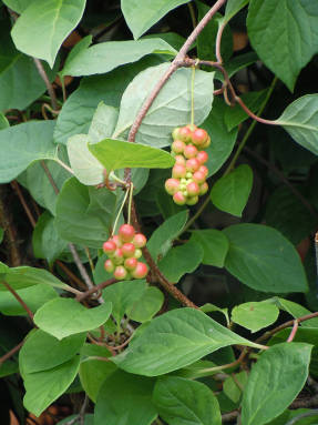 Chinese Schisandra (Schisandra chinensis)