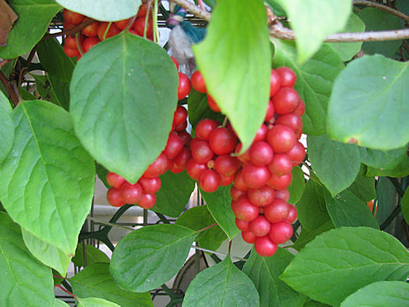 Schisandra xinesa (Schisandra chinensis)