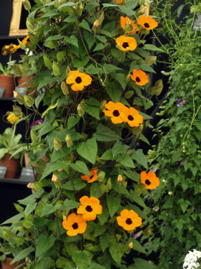Sparnuotasis Tunbergia Orange Beauty