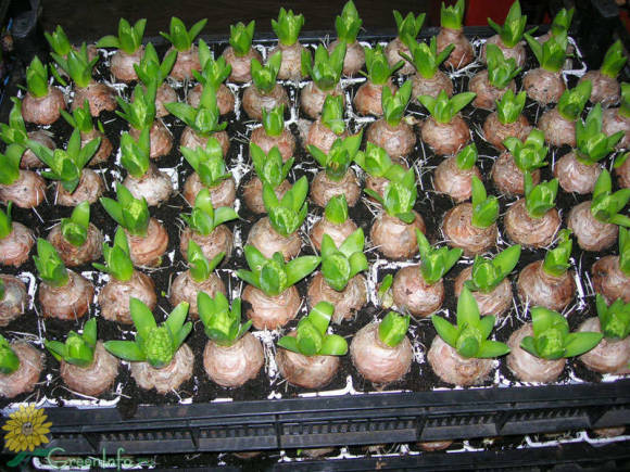 Hyacinths সংযুক্ত করার জন্য প্রস্তুত. ছবি: সের্গেই কোভালেনকো
