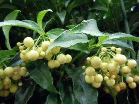 Ardisia crenate (forma de fruita blanca)