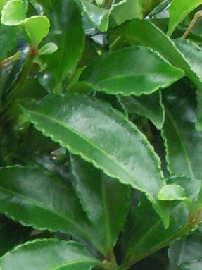 Ardisia crenata (আরডিসিয়া ক্রেনাটা)