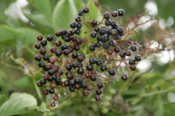 Elderberry black