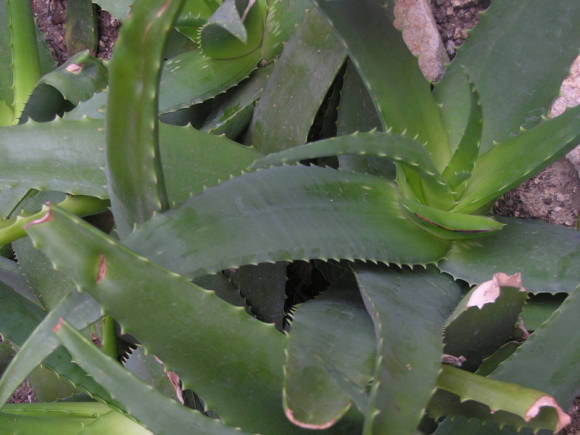 Aloe arborescens (Aloe arborescens). Foto: Elena Malankina