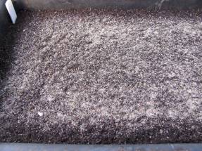 Sowing petunias with sand