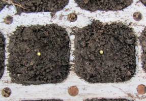 Sowing coated petunia seeds