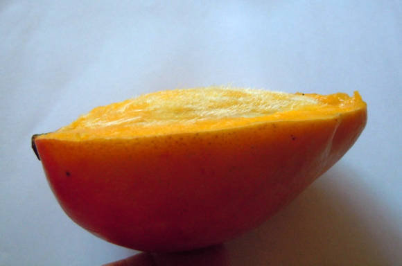 Kaulo plaukuotumas aiškiai matomas ant šoninio mango vaisiaus pjūvio