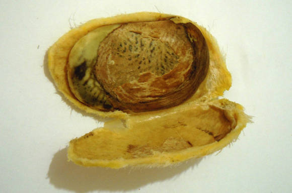 Semilla de mango en hueso
