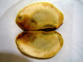 Two mango seed cotyledons