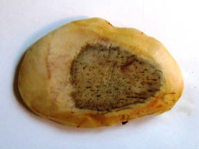 Longitudinal section of a mango seed