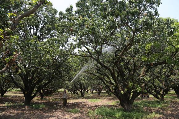 Mango plantation in the Mughal gardens of Pingjor