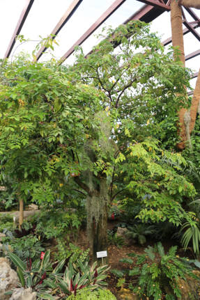 Carambola hedelmillä kasvihuoneessa. Kuva: R. Brillliantova